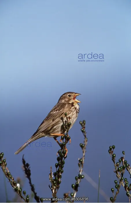 : CORN BUNTING - singing : CORN BUNTING - singing