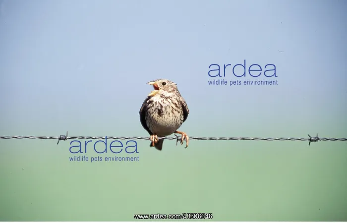 : CORN BUNTING - singing, on barbed wire : CORN BUNTING - singing, on barbed wire
