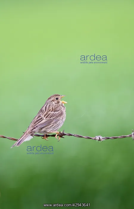 : Corn Bunting - singing from barbed wire fence : Corn Bunting - singing from barbed wire fence