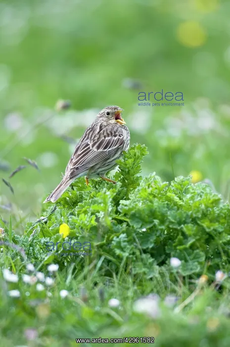: Corn Bunting - singing perched on low vegetation : Corn Bunting - singing perched on low vegetation