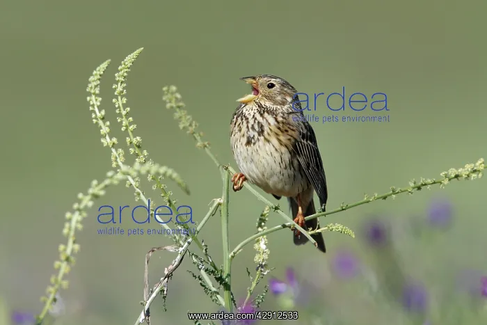 : Corn Bunting - singing from plant : Corn Bunting - singing from plant