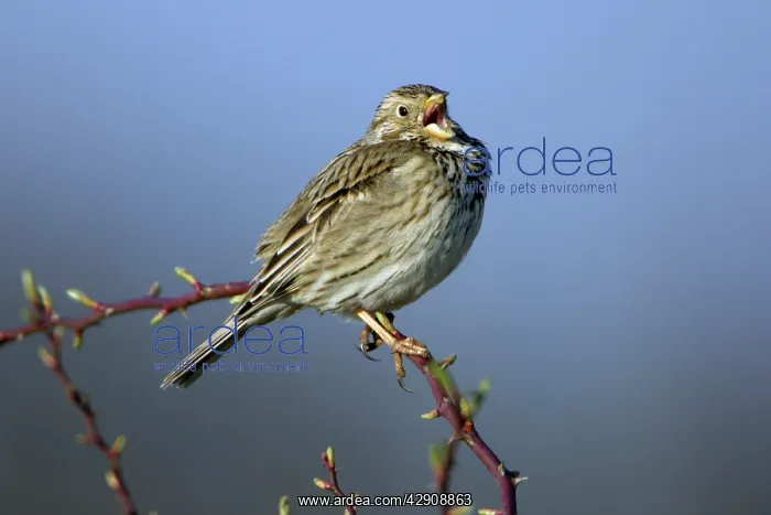 : Corn Bunting - singing from rose bush : Corn Bunting - singing from rose bush