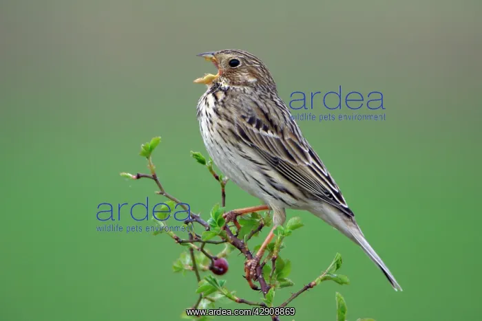 : Corn Bunting - singing from rose bush : Corn Bunting - singing from rose bush