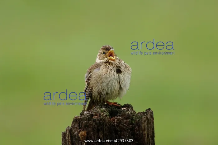 : Corn Bunting - singing on territory, april after : Corn Bunting - singing on territory, april after