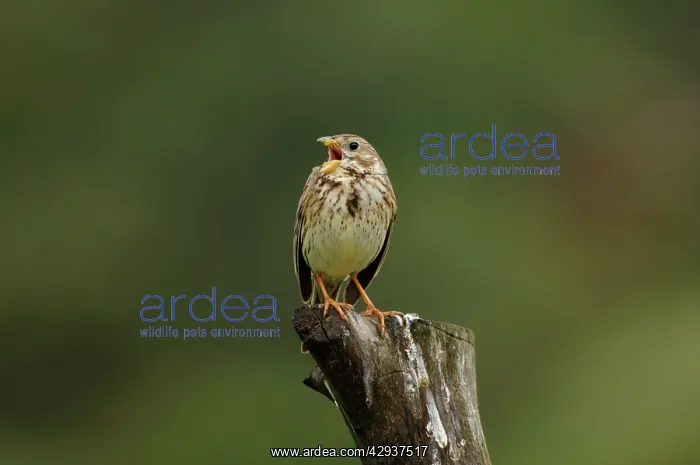 : Corn Bunting - singing on territory, April : Corn Bunting - singing on territory, April