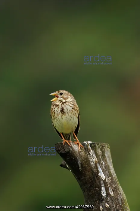 : Corn Bunting - singing on territory, April : Corn Bunting - singing on territory, April