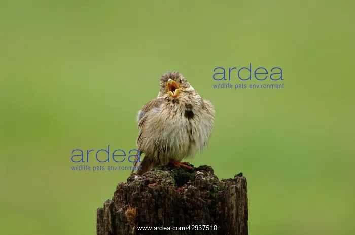 : Corn Bunting - singing on territory after getting : Corn Bunting - singing on territory after getting