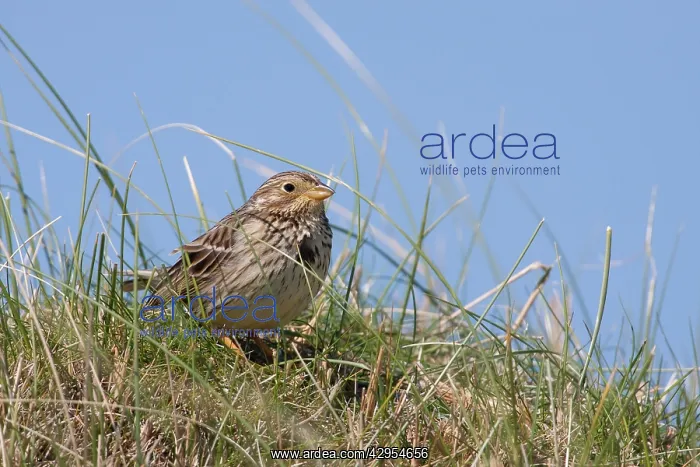 : Corn Bunting - single adult sitting on a grassy mound : Corn Bunting - single adult sitting on a grassy mound