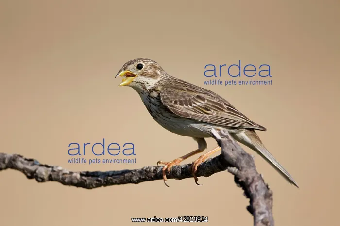 : Corn Bunting - in Song : Corn Bunting - in Song