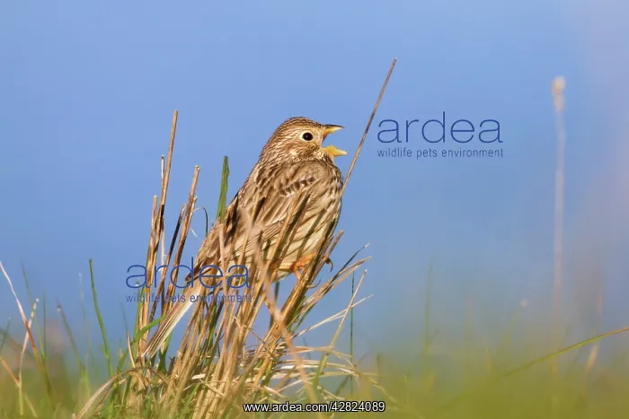 : Corn Bunting - in song : Corn Bunting - in song