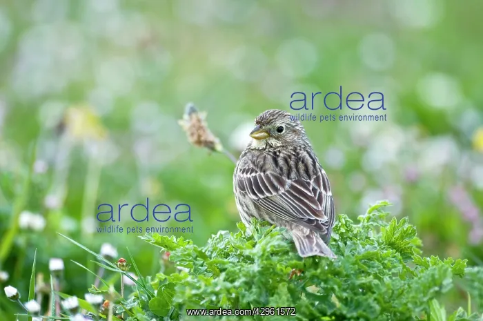 : Corn Bunting - back view looking over shoulder : Corn Bunting - back view looking over shoulder