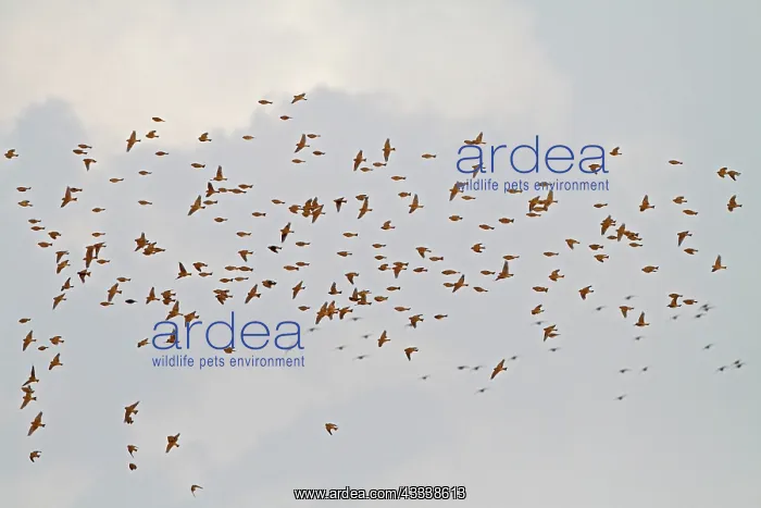 : Corn Bunting - winter flock in flight : Corn Bunting - winter flock in flight