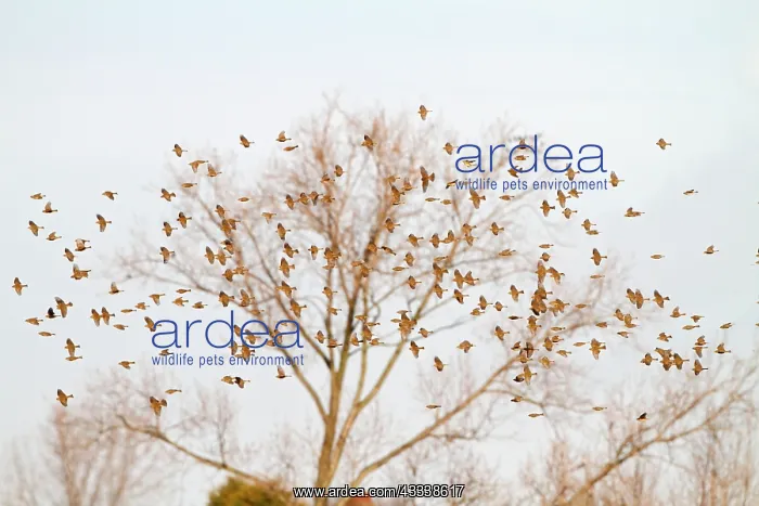 : Corn Bunting - winter flock in flight : Corn Bunting - winter flock in flight