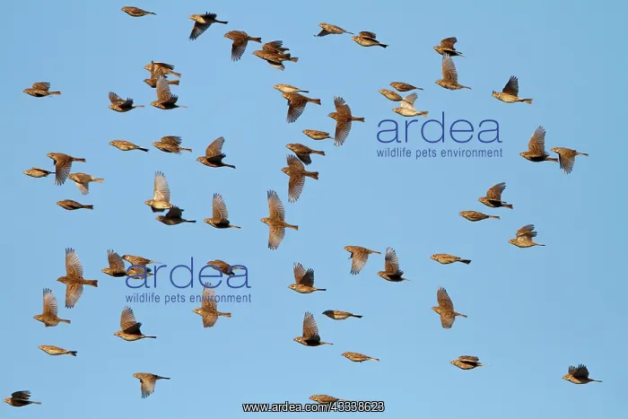 : Corn Bunting - winter flock in flight : Corn Bunting - winter flock in flight