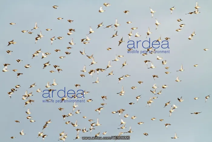 : Corn Bunting - winter flock in flight : Corn Bunting - winter flock in flight