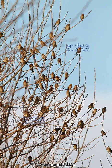 : Corn Bunting - winter flock resting in bush : Corn Bunting - winter flock resting in bush