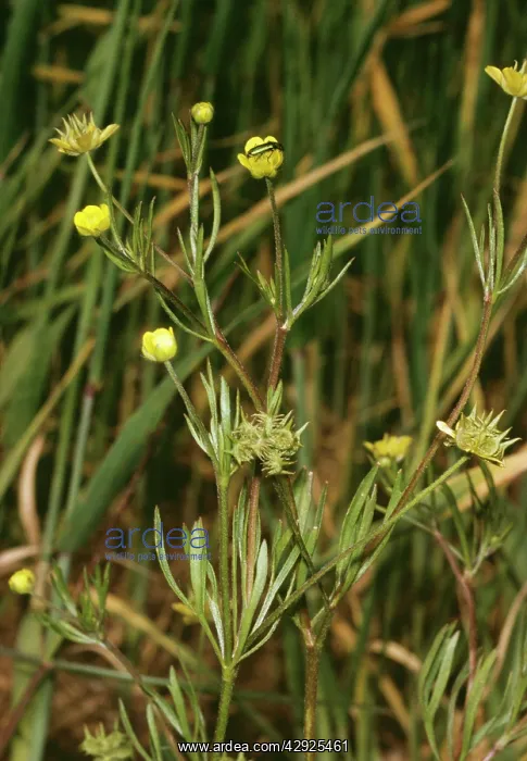 : Corn BUTTERCUP : Corn BUTTERCUP