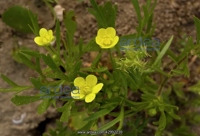 : Corn Buttercup - flower and fruit : Corn Buttercup - flower and fruit