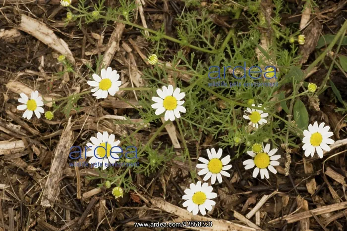 : Corn chamomile : Corn chamomile