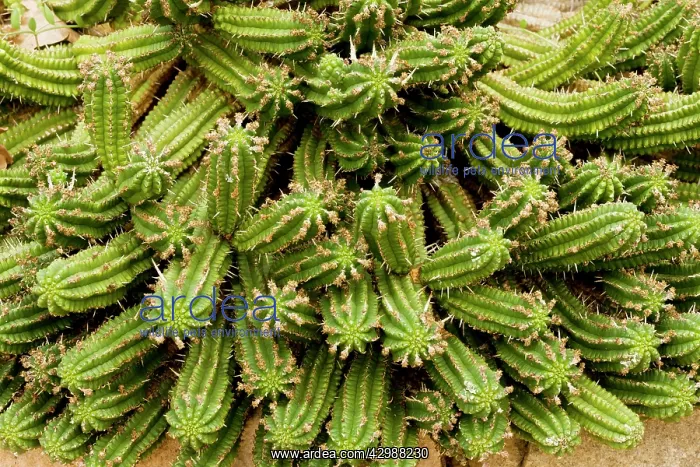 : Corn Cob Euphorbia. native succulent, South Africa : Corn Cob Euphorbia. native succulent, South Africa