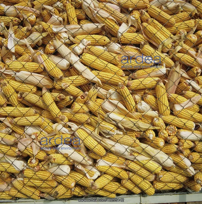 : Corn cobs stacked in mesh storage holder : Corn cobs stacked in mesh storage holder