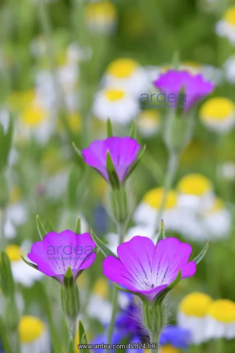 : Corn Cockle - meadow : Corn Cockle - meadow