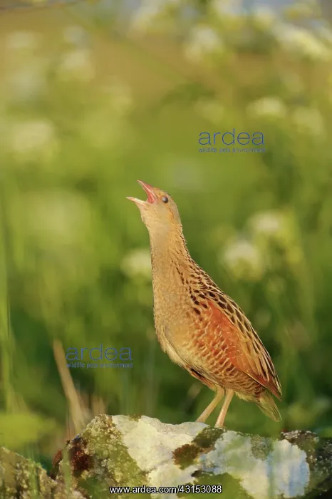 : Corn Crake : Corn Crake