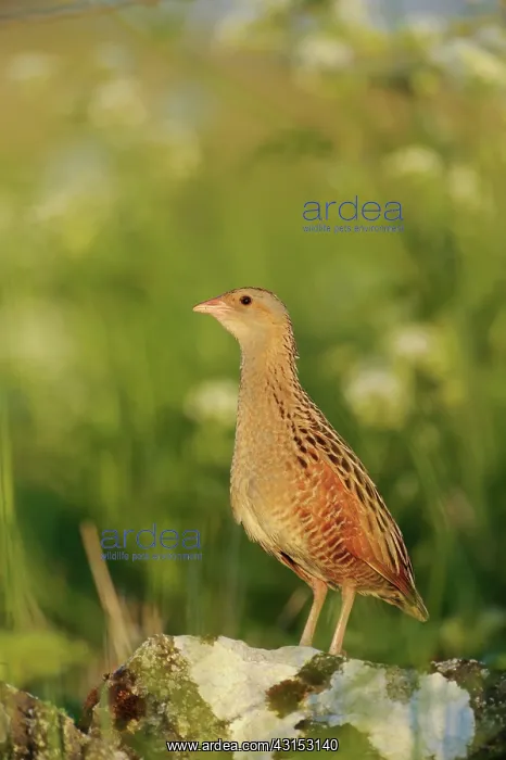 : Corn Crake : Corn Crake