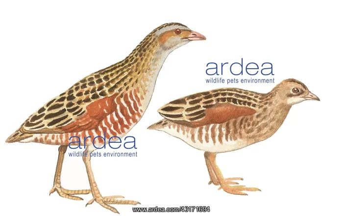 : Corn Crake : Corn Crake