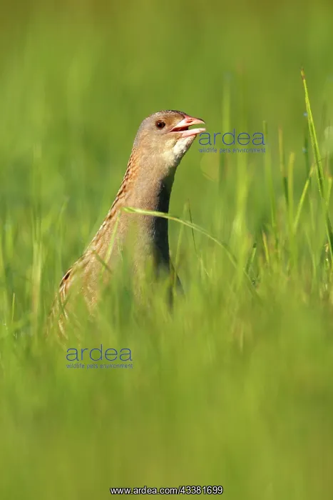 : Corn crake (Crex crex), calling cock in a meadow : Corn crake (Crex crex), calling cock in a meadow