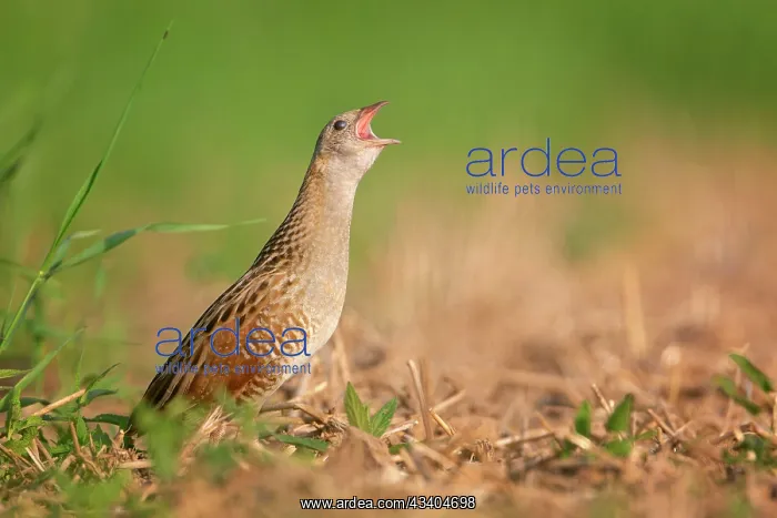 : Corn crake (Crex crex), Meadow Rail, Meadow Crake : Corn crake (Crex crex), Meadow Rail, Meadow Crake