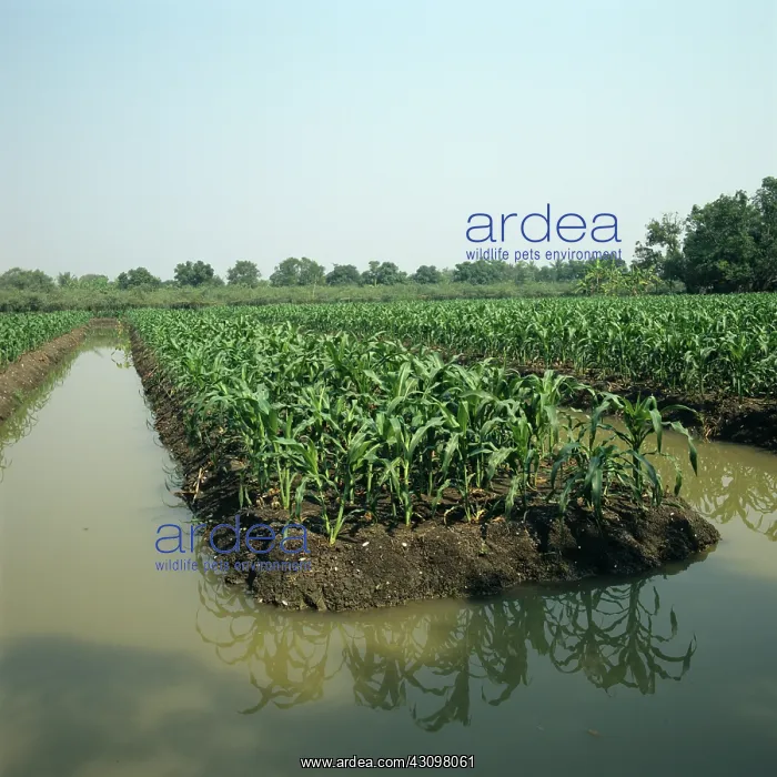 : Corn crop. Maize or corn crop on raised vegetable bed with water canal, near Bangkok : Corn crop. Maize or corn crop on raised vegetable bed with water canal, near Bangkok