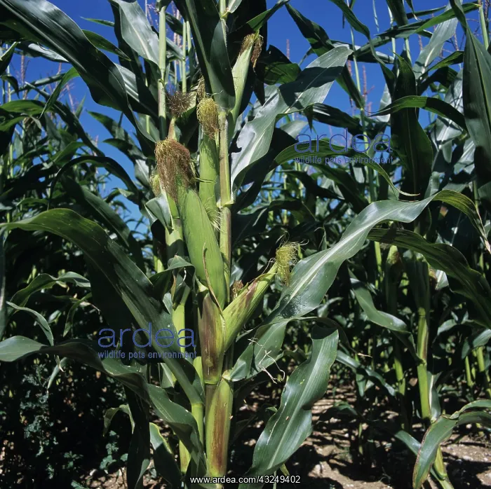 : Corn Crop. Bright close up of corn crop with maturing cobs on a hot summer : Corn Crop. Bright close up of corn crop with maturing cobs on a hot summer