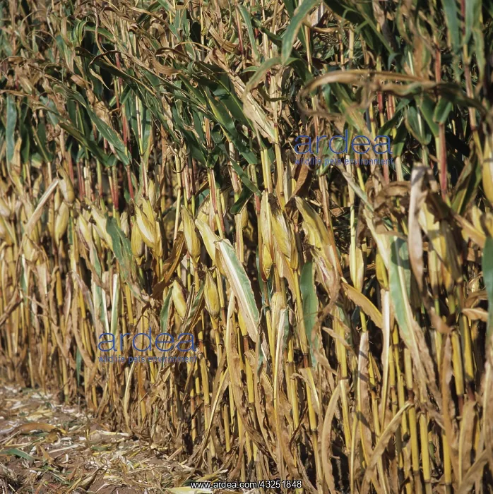 : Corn Crop. Corn crop in the drying stage in Devon, England : Corn Crop. Corn crop in the drying stage in Devon, England