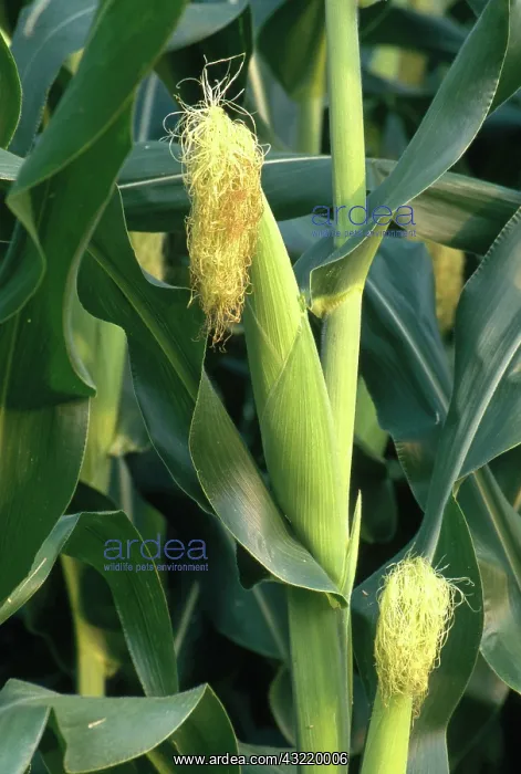: Corn Ear. Ears of corn (Zea mays) on the stalk in northern Delaware : Corn Ear. Ears of corn (Zea mays) on the stalk in northern Delaware