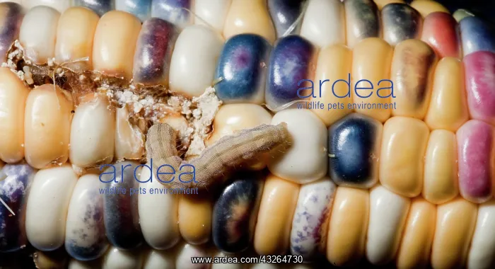 : Corn earworm (Heliothis zea) eating corn : Corn earworm (Heliothis zea) eating corn