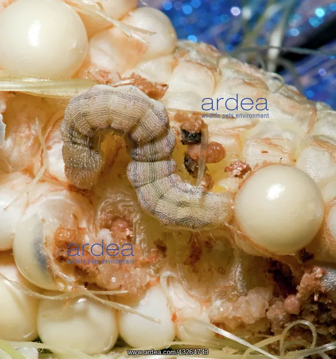 : Corn earworm (Heliothis zea) eating corn : Corn earworm (Heliothis zea) eating corn