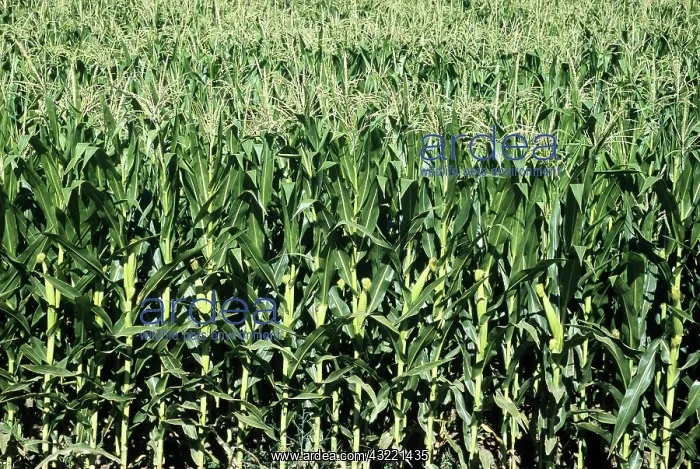 : Corn field : Corn field
