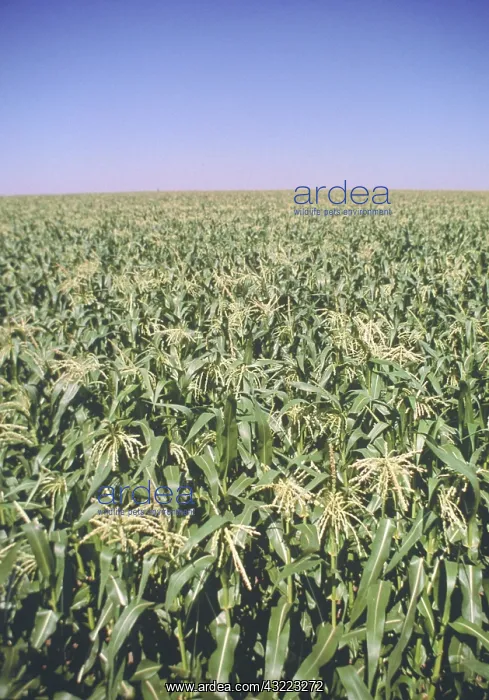 : Corn field : Corn field