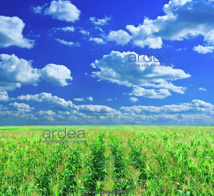 : Corn field : Corn field