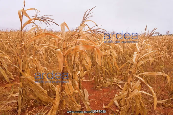 : Corn Field - one of Brazil's endless maize fields : Corn Field - one of Brazil's endless maize fields