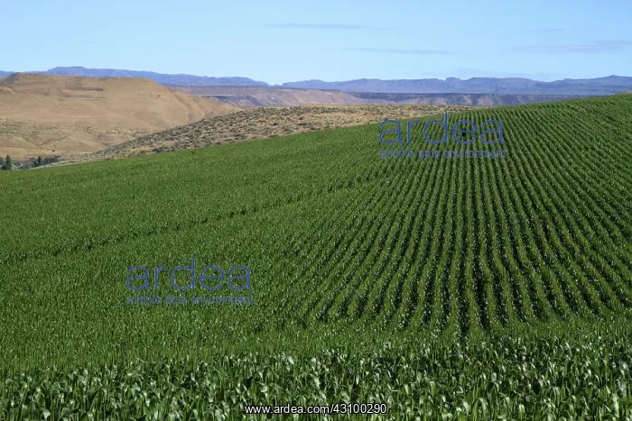 : Corn Field near Snake River : Corn Field near Snake River