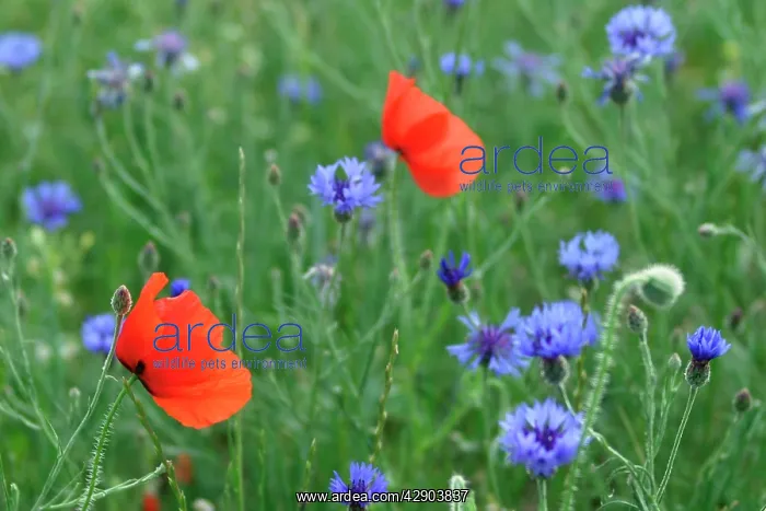 : Corn / Field / Red POPPY - and Cornflowers (Centaurea : Corn / Field / Red POPPY - and Cornflowers (Centaurea