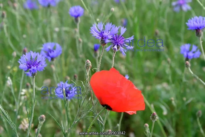 : Corn / Field / Red POPPY - with Cornflowers (Centaurea : Corn / Field / Red POPPY - with Cornflowers (Centaurea