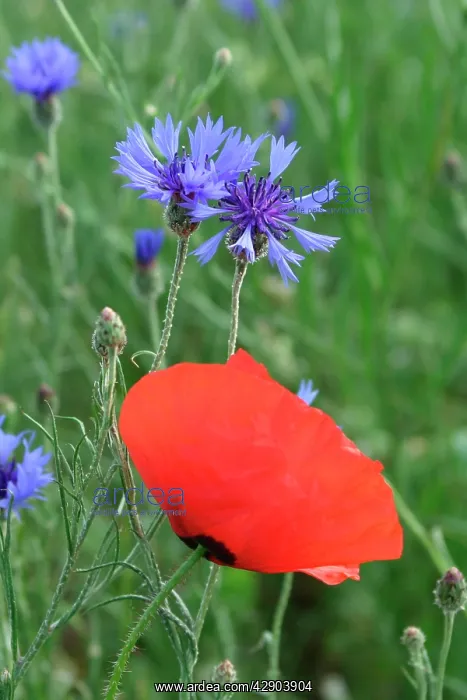 : Corn / Field / Red POPPY - with Cornflowers (Centaurea : Corn / Field / Red POPPY - with Cornflowers (Centaurea