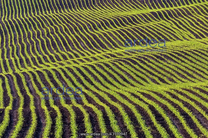 : Corn field in spring, Haute Savoie, France : Corn field in spring, Haute Savoie, France