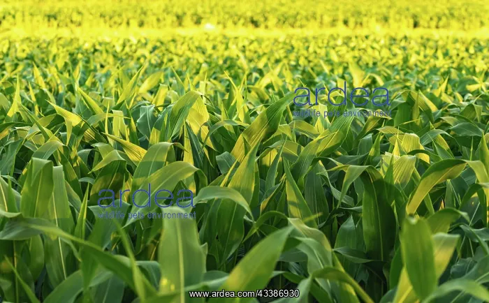 : Corn field in sunset. Maize agriculture theme. Farming : Corn field in sunset. Maize agriculture theme. Farming