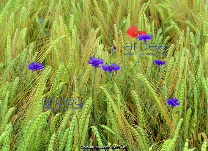 : corn flowers and field poppy (Papaver rhoeas) - : corn flowers and field poppy (Papaver rhoeas) -