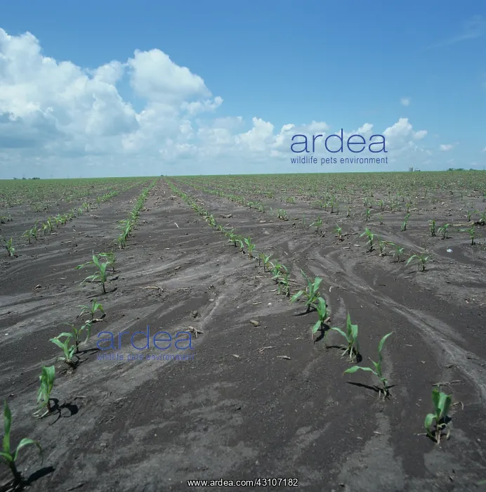 : Corn growing through silt : Corn growing through silt