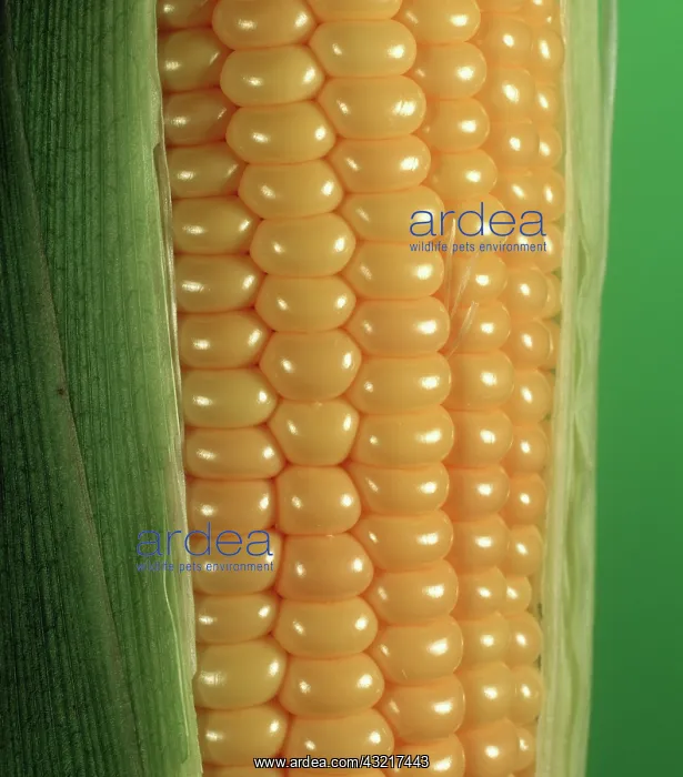 : Corn Kernels : Corn Kernels